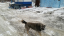 «Набросилась на дочку и покусала»: в Челябинске бродячая собака напала на школьницу