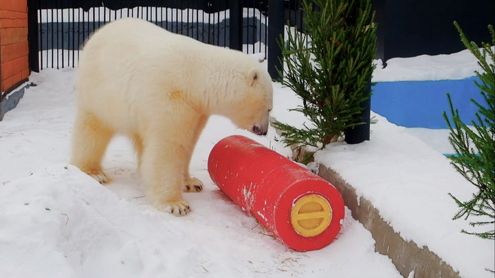 Спасенной из Норильска белой медведице подарили ёлочку и огромную игрушку