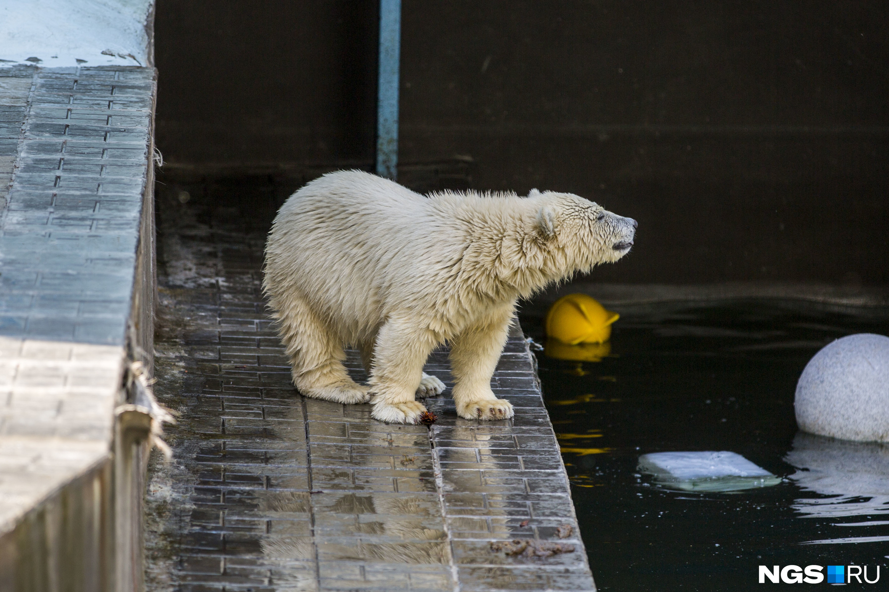 У белых медведей сейчас лучшие условия в зоопарке