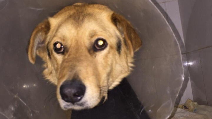 Волонтеры спасают двух псов, с которых наживую пытались снять шкуру