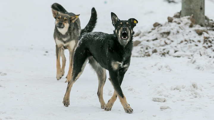 Прокуратура обвинила власти Красноярска в неэффективной работе по отлову собак