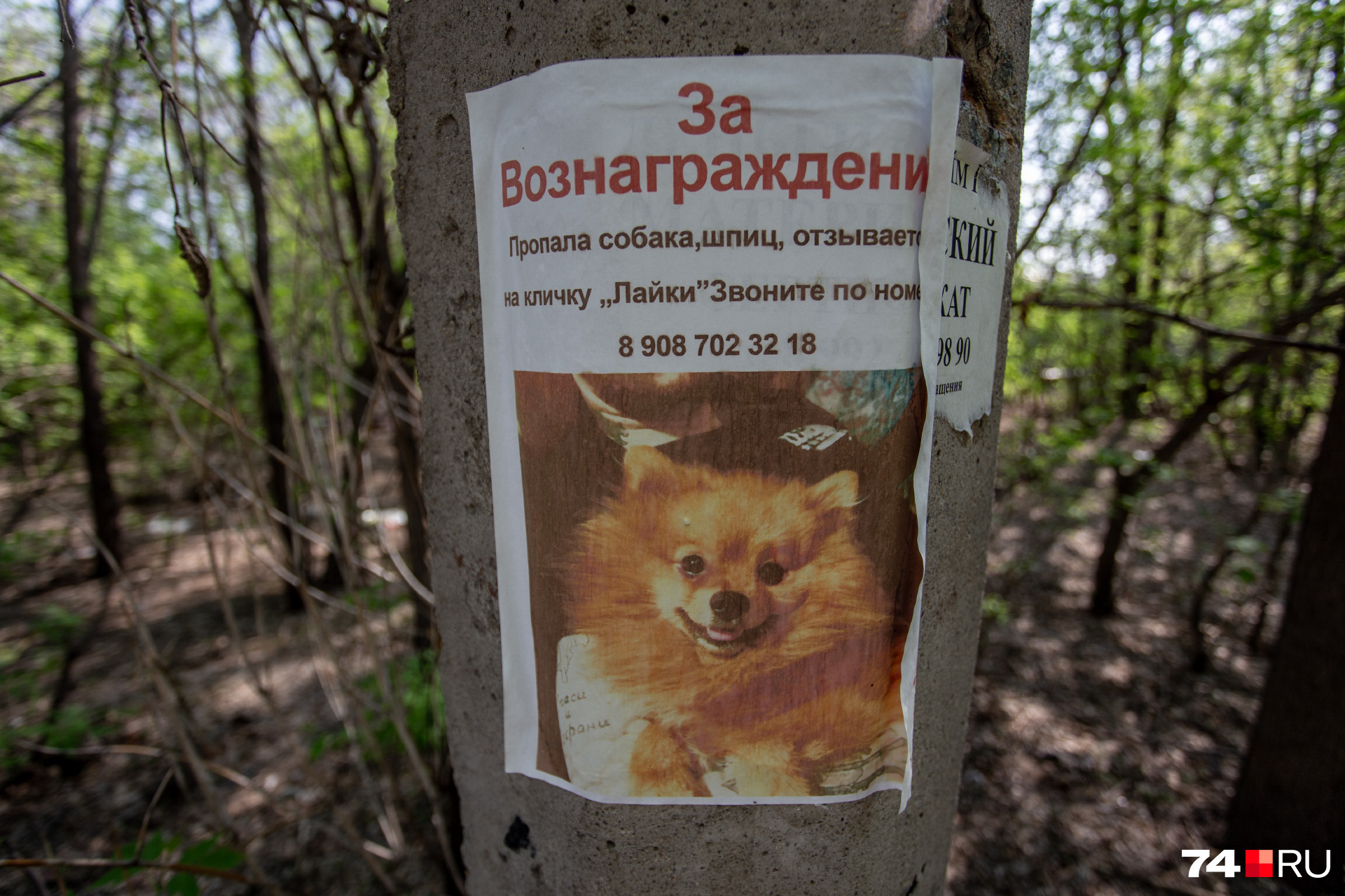 В центре квартала — малолюдные пустыри, засаженные деревьями В центре квартала — малолюдные пустыри, засаженные деревьями