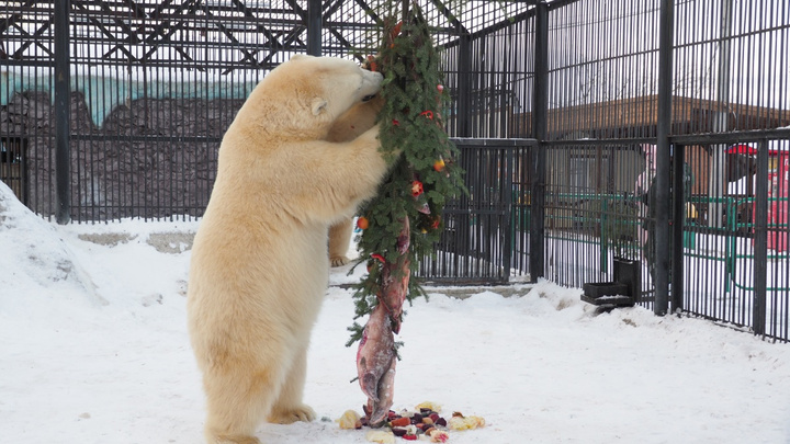 Белым медведям в зоопарке подарили на Новый год елку с красной рыбой и яблоками