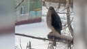 В Новосибирске заметили больших хищных птиц — они пожирают ворон и голубей