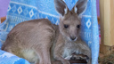 Сотрудники зоопарка стали приёмными родителями для кенгуру, красного вари и сенегальского галаго