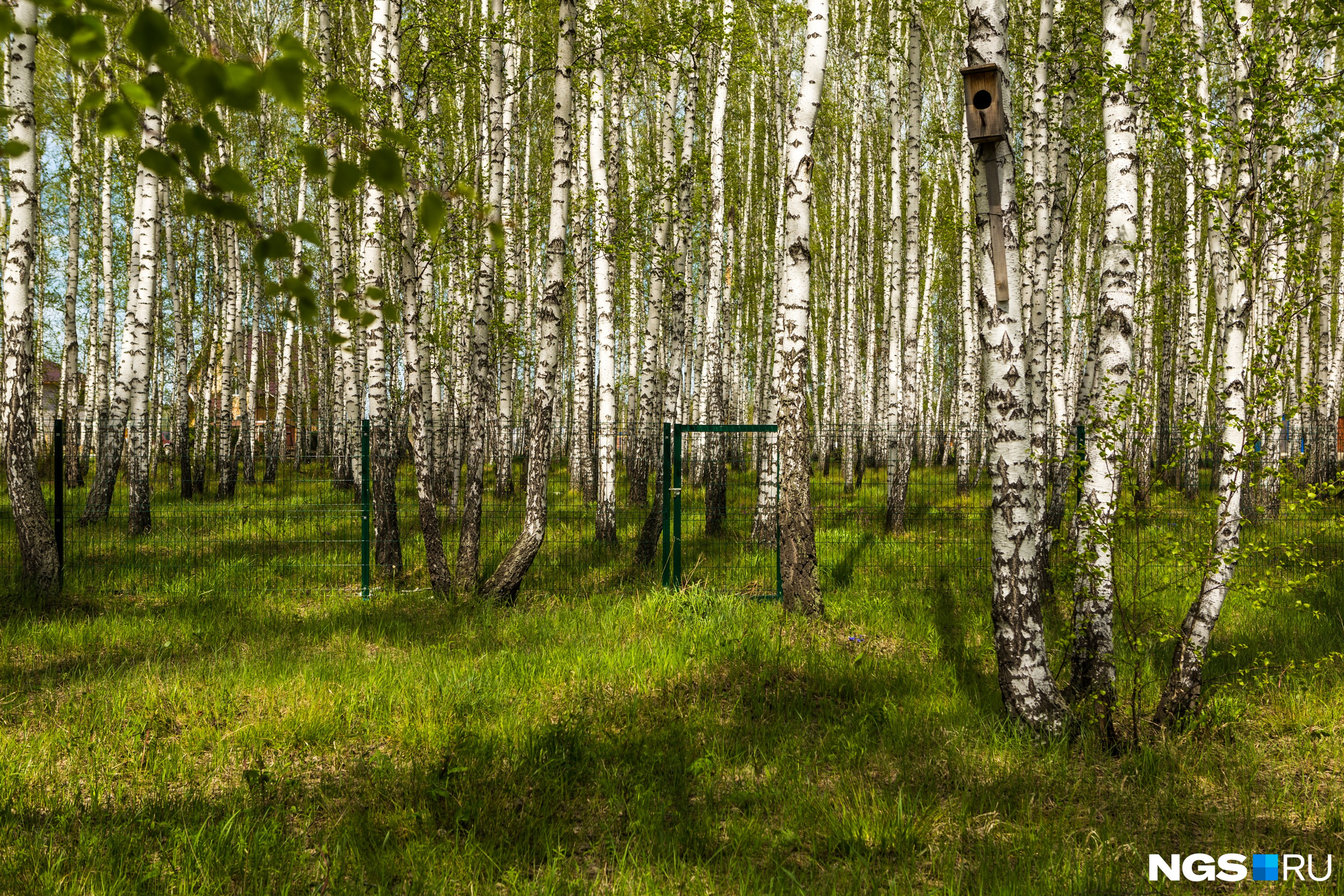 Один из подкупающих факторов — берёзовый лес: он тут на участках, за участками и в парках, одном готовом и одном запланированном