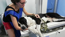 В Екатеринбурге ветеринар спасла собаку, которую расстрелял хозяин