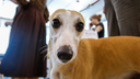 Милые, застенчивые, смешные: в Челябинск привезли тысячу породистых собак