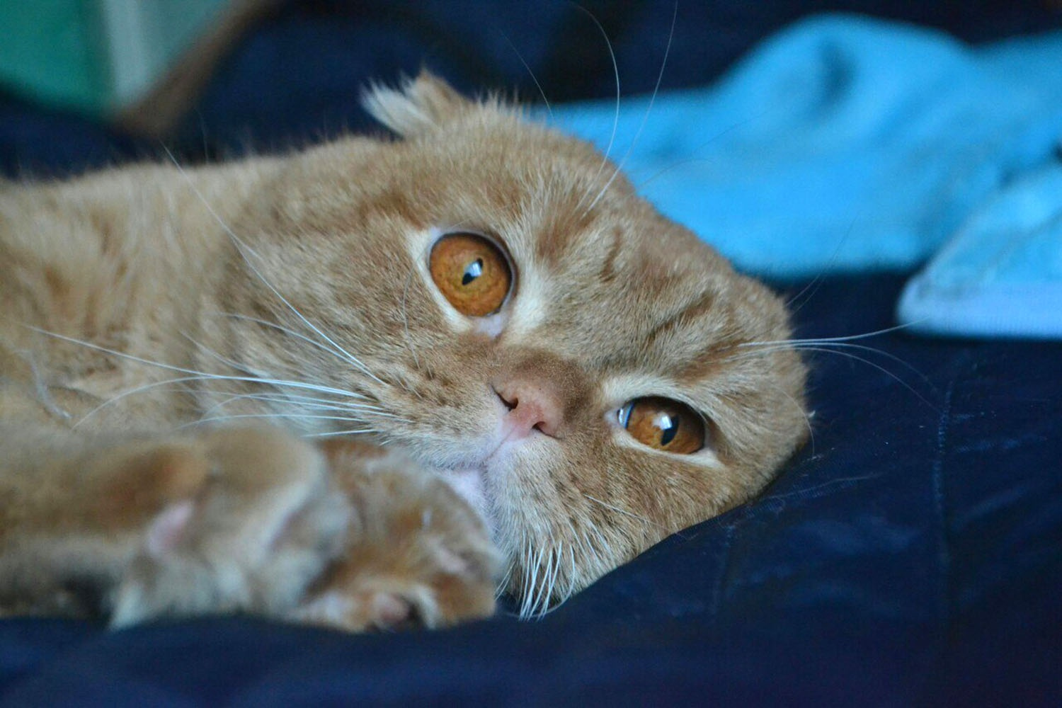 Ухаживать за вислоухими кошками омичке приходится каждый день с утра до вечера, но жизнь без питомцев девушка уже не представляет