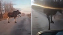 Выскочил как черт из табакерки: на трассе в Самарской области лось врезался в автомобиль