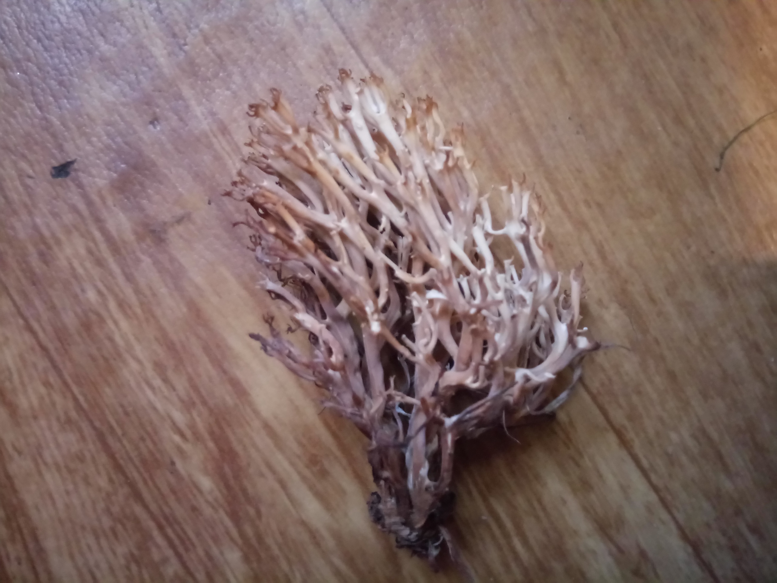 Так выглядят грибы «оленьи рожки»