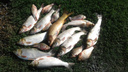 Никаких химикатов: специалисты установили причины гибели рыбы в донском пруду