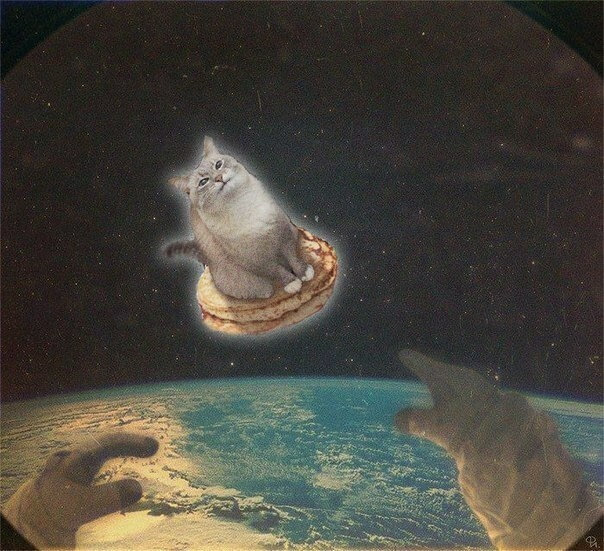 Фанаты отправили кота в космос Фанаты отправили кота в космос