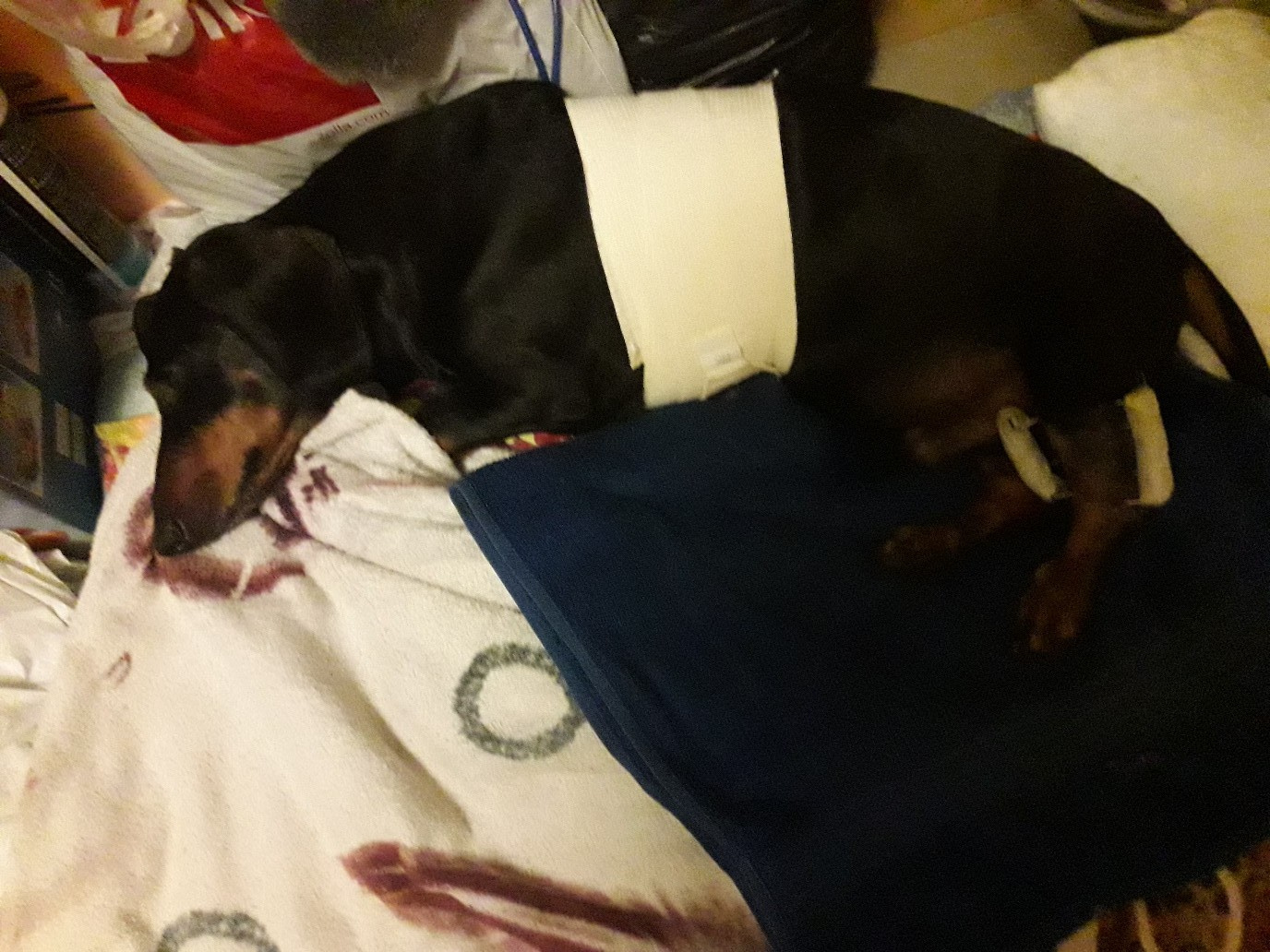 Таксу Арчи лечили почти месяц, но спасти ему жизнь ветеринарам так и не удалось