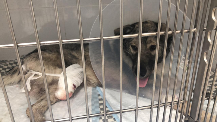 Три часа ждали врачей на платформе: екатеринбуржцы спасли пса, сбитого электричкой