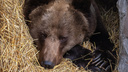 На «Столбах» предсказали ранний уход медведей в спячку