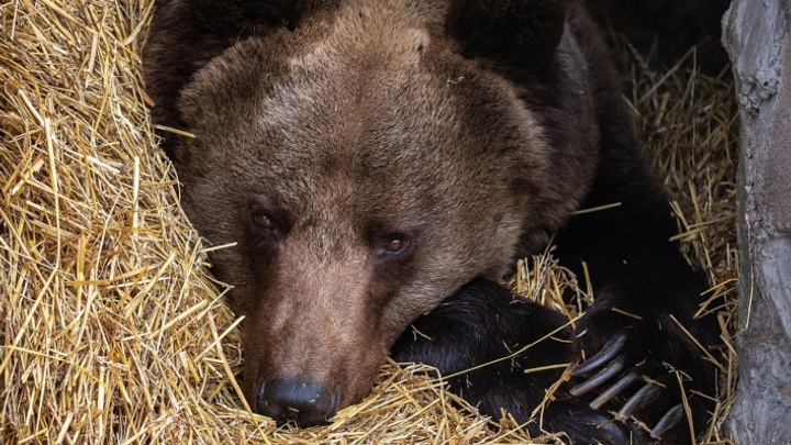 На «Столбах» предсказали ранний уход медведей в спячку