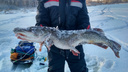 «Это крокодил!»: житель Самарской области поймал щуку весом 9,4 кг