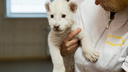 Ярославцам предложили придумать имя белому львёнку, чья мама погибла при родах
