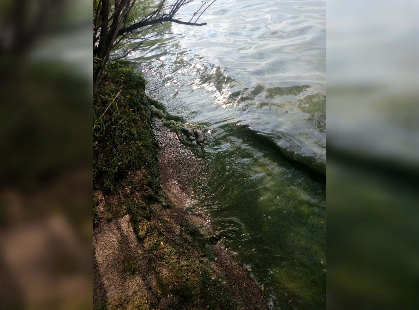 В зелёной воде на пляже отдыхающие обнаружили мёртвых щенков