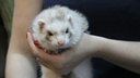 «Это пытка для животных»: в Перми пройдёт акция против контактных зоопарков