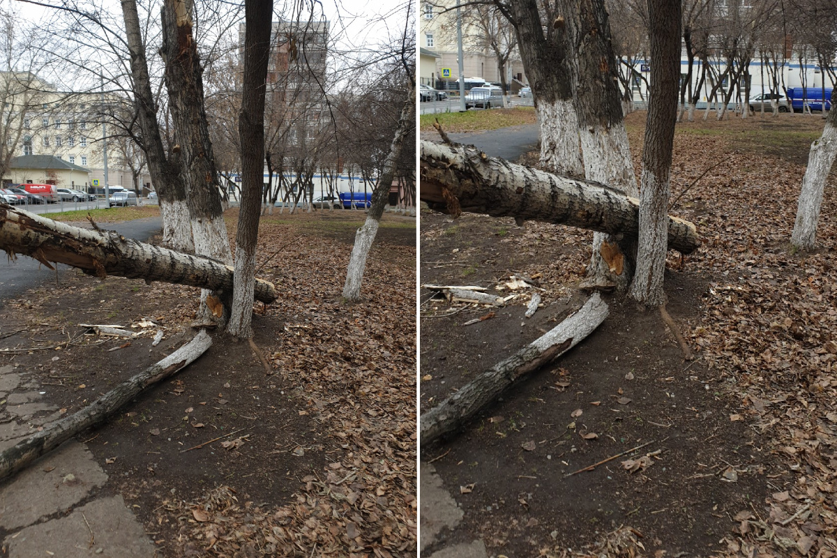 Взрослые деревья, которые загородили тропинку, ещё не успели убрать Взрослые деревья, которые загородили тропинку, ещё не успели убрать