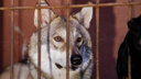 «Я не снимаю с себя вины»: в Волгограде поселившийся в квартире волк укусил ребенка