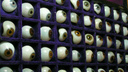 Зрачки за полмиллиона: ростовчанин продает старинный набор глазных протезов