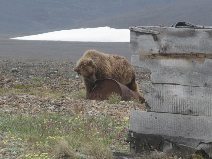 Медведь играется с бочкой и не хочет уходить от лагеря путешественников