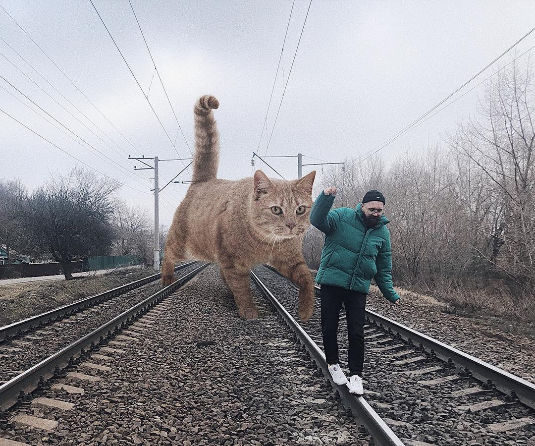 Есть кошки большие. Гигантский кот на дороге. Котики на рельсах. Гигантские коты на дороге. Гигантские коты смешные.