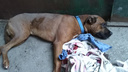 «Хозяин стоял и смотрел»: пёс-боец изуродовал худую собаку на глазах у детей в Ленинском районе