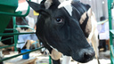 В Курганской области появится инновационное мясо-молочное предприятие