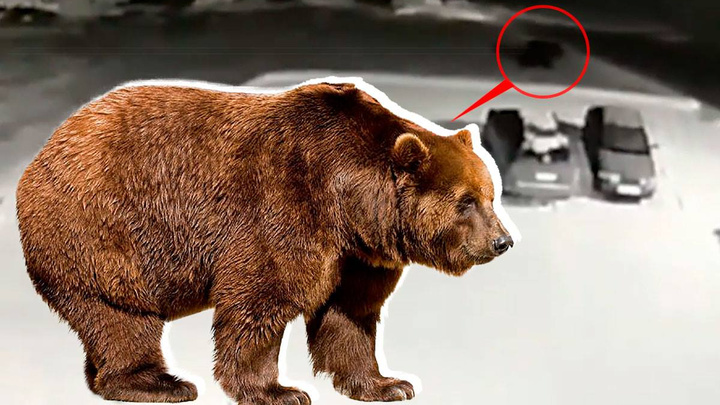 «Вышел после ночной смены — а тут он»: на Урале медведь забрел на молокозавод