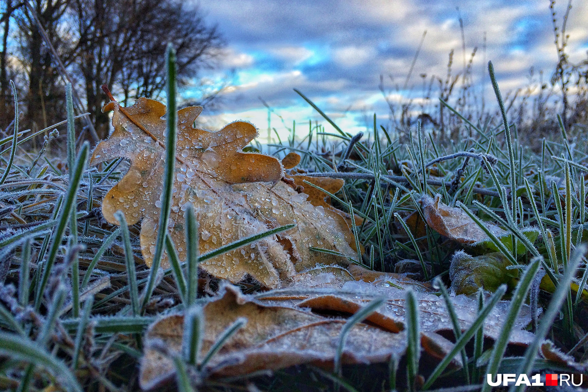 Весенние заморозки. Ранние осенние заморозки. Заморозки природа. Первые заморозки осенью.