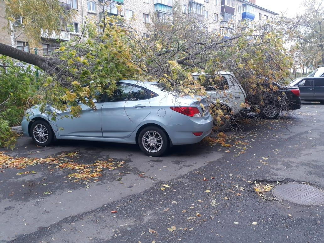 В Белорецке одно дерево повредило сразу три машины