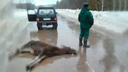 Лежал на дороге: в «Самарской Луке» нашли мертвого лосенка