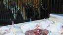 С мясным тортом: в Самарском зоопарке отметят день рождения тигра Кактуса