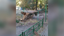 Дерево упало на детскую площадку в центре Ростова