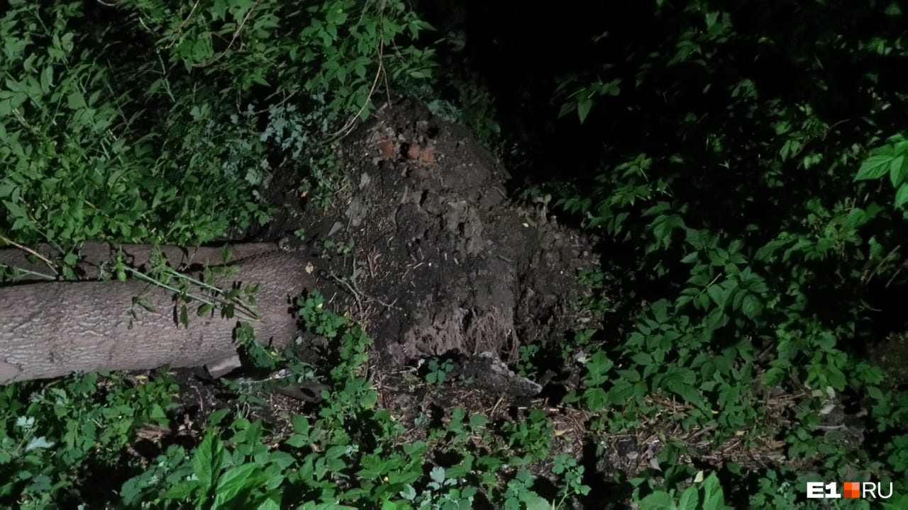 Дерево вырвало вместе с корнями Дерево вырвало вместе с корнями