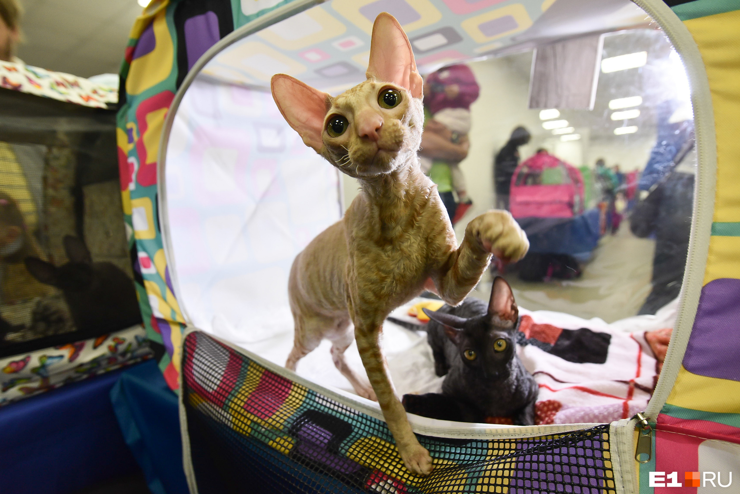 Международная выставка кошек 18-19 июня 2011 г. Выставка кошек пассаж. Выставка кошек конкурсы. Выставка кошек пассаж. Выставка кошек пассаж.