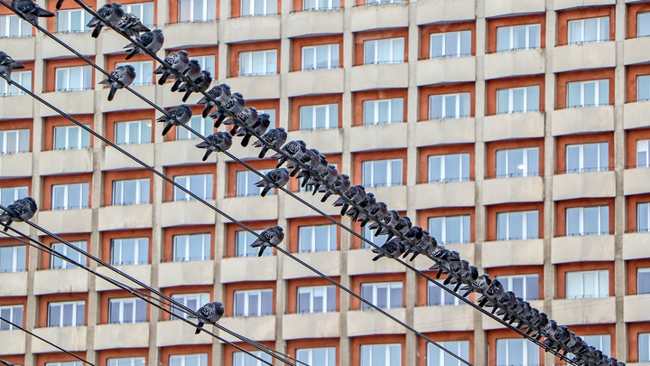 Фото дня. Нижегородские птички «на проводе»