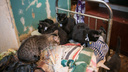 «Вонь дикая поднялась»: сибирячка развела в квартире почти 40 кошек и уехала