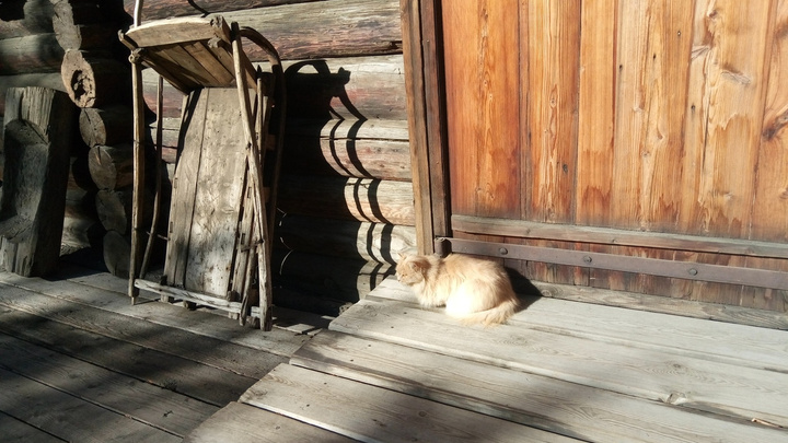 В музее Сурикова 8 лет живет кошка-хранительница