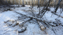«Работали строго по техзаданию»: в мэрии оправдали вырубку сотен деревьев в челябинском сквере