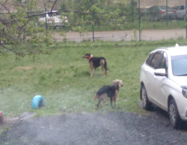 Собаки бегают во дворе, где напали на ребёнка, до сих пор. Отловить их обещают только через неделю