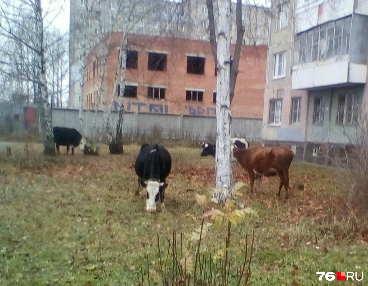 Коровы решили попастись между домами в Брагино