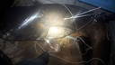 В Самарской области подводный охотник подстрелил 104-килограммового сома