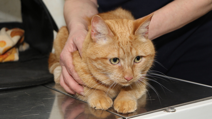 Ветеринарные врачи бесплатно осмотрят кошек и собак в Нижнем Новгороде