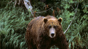 Весна близко: новосибирцев предупредили о просыпающихся медведях