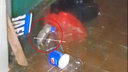 Выпрыгнула из мусоропровода: ярославцев в многоэтажке атаковали огромные крысы